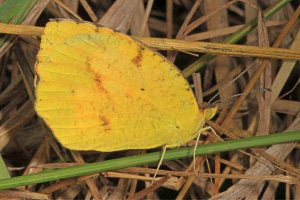 Sleepy orange dried leaves