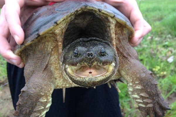 Snapping turtle with mouth open