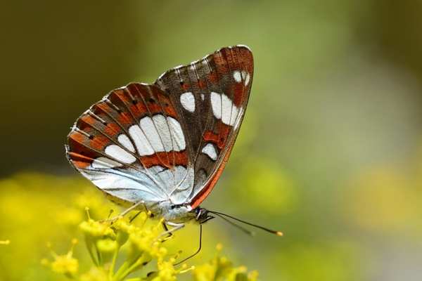 Southern white admiral on yellow leaf