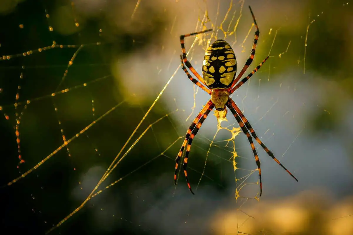 Spider on a cobweb