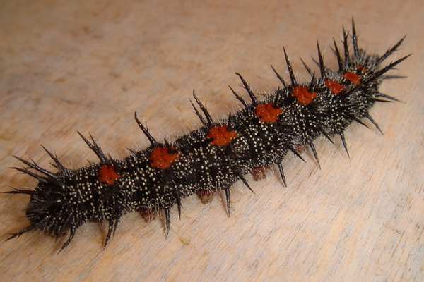 Spiny elm caterpillar on plywood