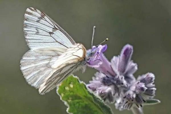 Spring white feeding on nectar