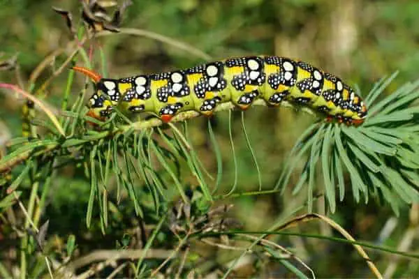 Spurge hawk moth caterpillar on a twig