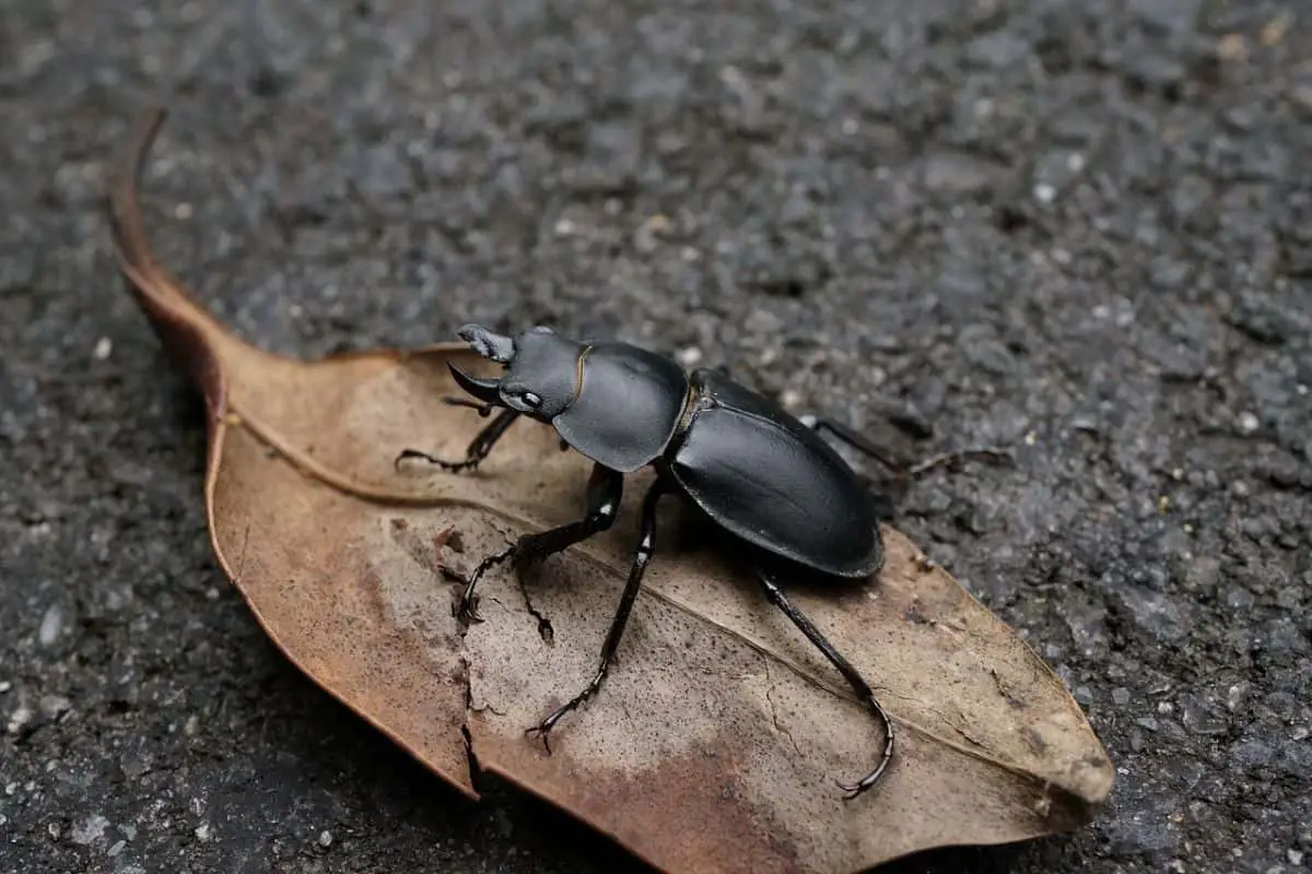Stag beetle on a dried leaf