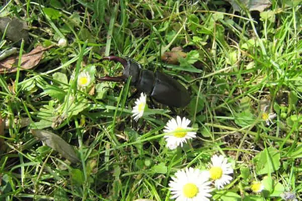 Stag beetles in the garden