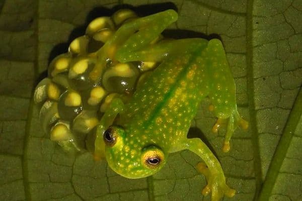 Starrett’s glass frog guards eggs