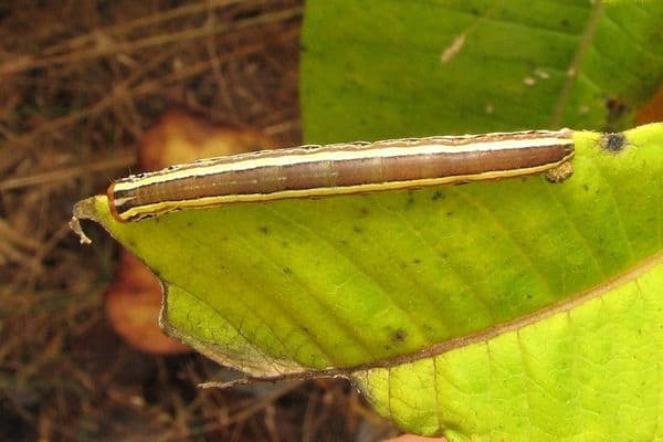 Striped garden caterpillar on a leaf
