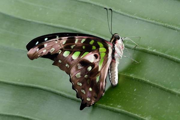 Tailed jay perched on a leaf 