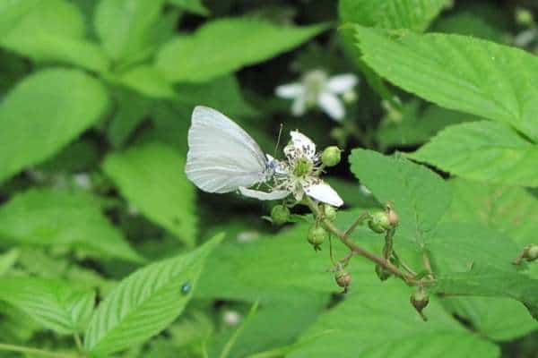 West virginia white butterfly