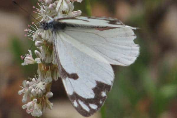 Western pine white perched on a flower