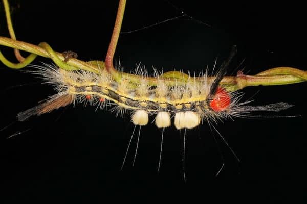 White-marked tussock moth on twig