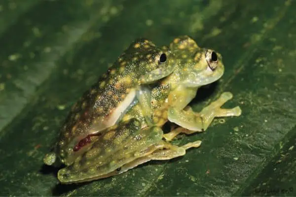 White-spotted glass frog mating