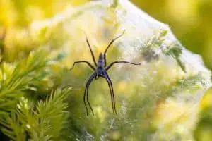 5 Spiders Like Tarantulas in North Carolina