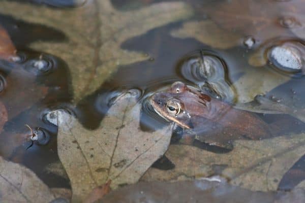 Wood frog calling