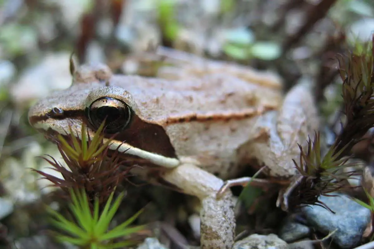 15 Interesting Facts About Wood Frogs