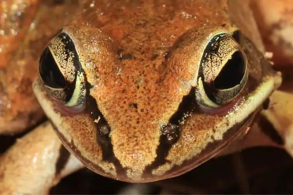 Wood frog staring at camera