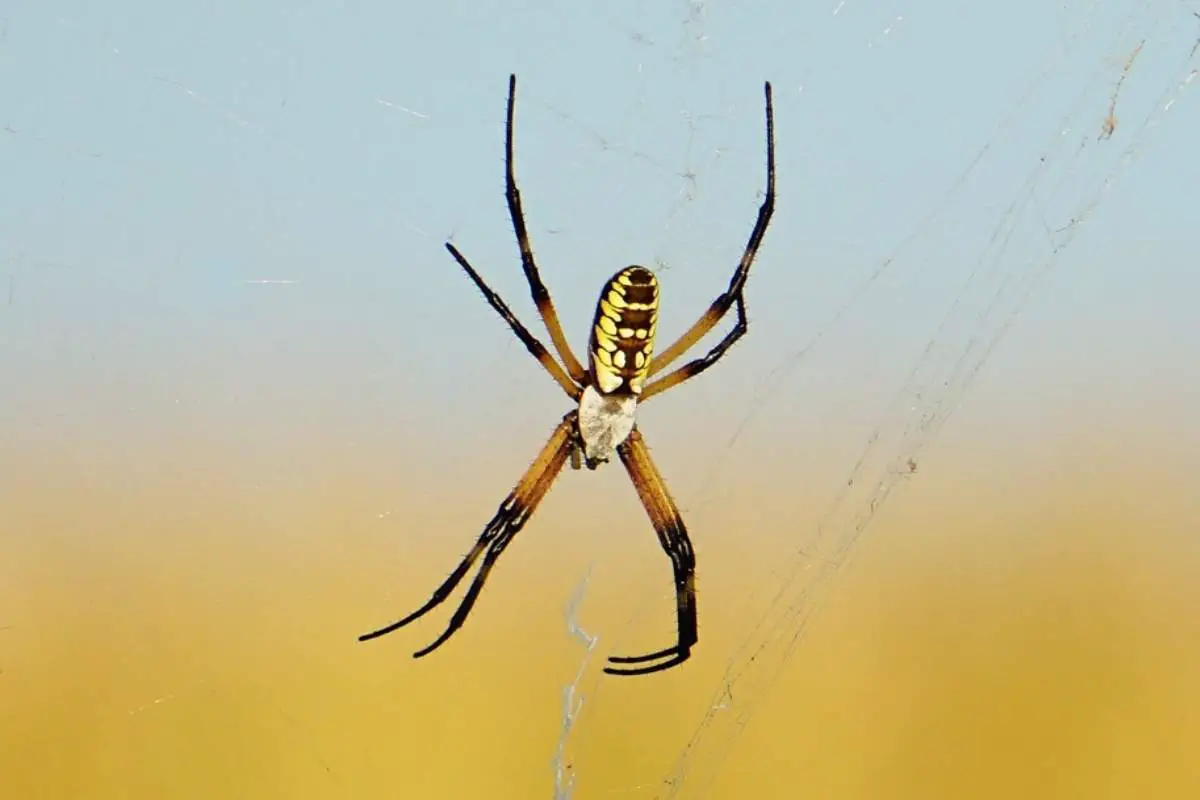 Yellow garden spider on its web