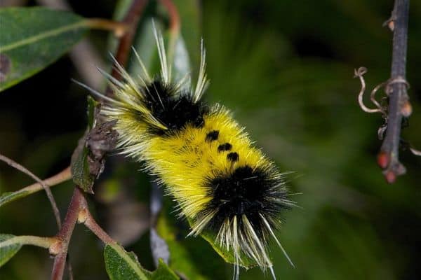 Yellow spotted tussock moth caterpillar