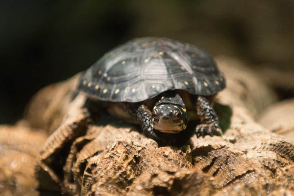 Spotted turtle resting