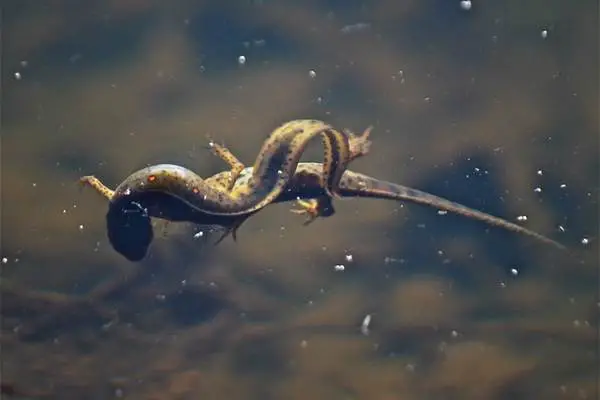 Adult eastern newts mating