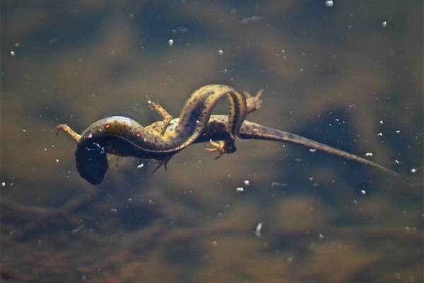 Adult eastern newts mating