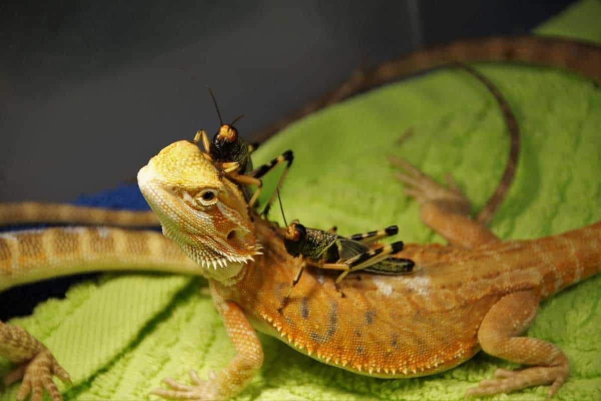 Agama lizard with grasshoppers