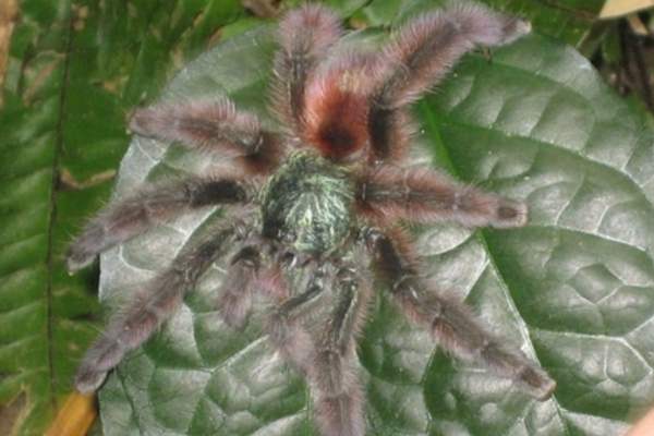 Antilles pinktoe tarantula on leaf