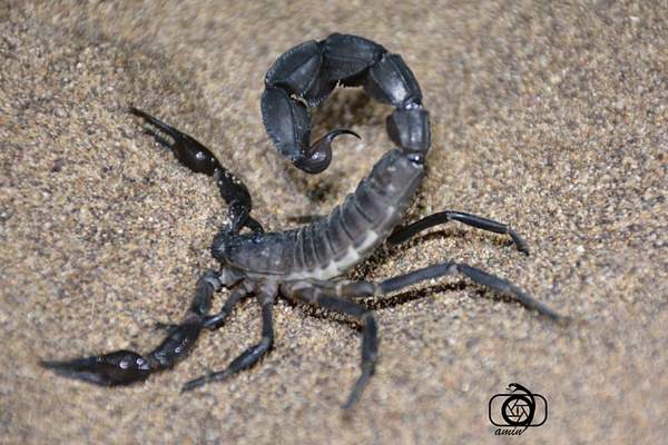 Arabian fat-tailed scorpion on the ground