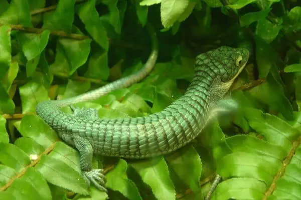 Arboreal alligator lizard on plants