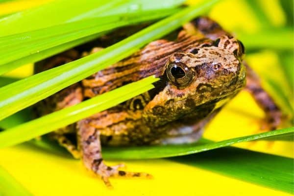 Banded bullfrog in green leaves