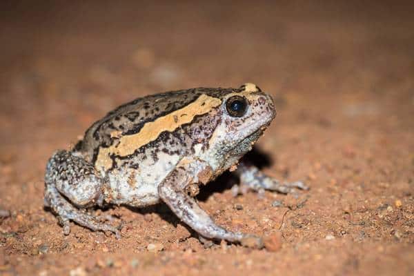 Banded bullfrog on ground