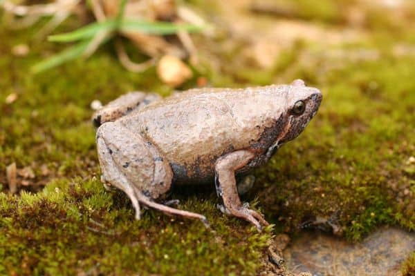 Barber’s sheep frog on lawn