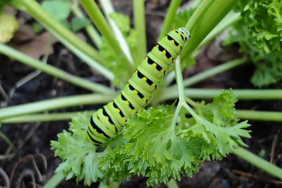 Black swallowtail caterpillar on a plant