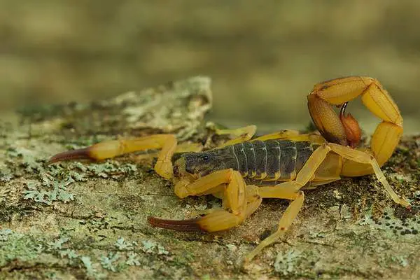 Brazilian yellow scorpion on a rock