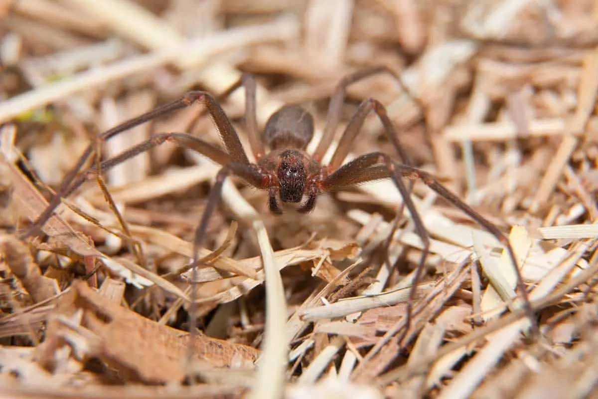 brown recluse on ground