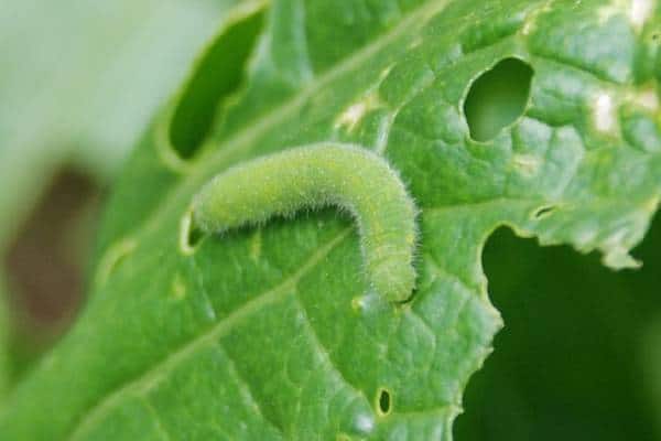 Cabbageworm on a leaf