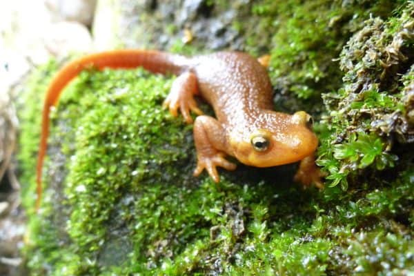 California newt on mossy rock