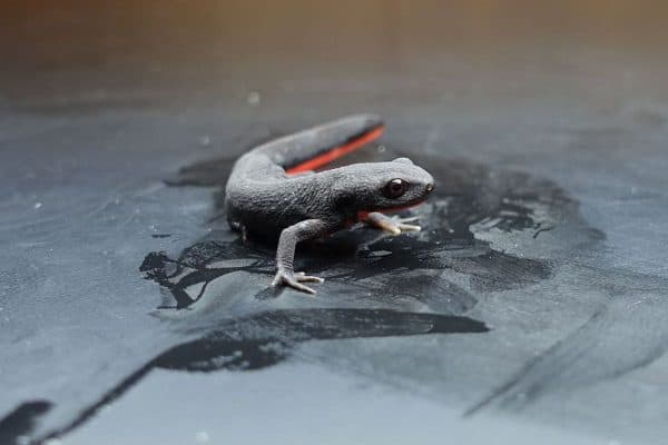 Chinese fire belly newt on black surface