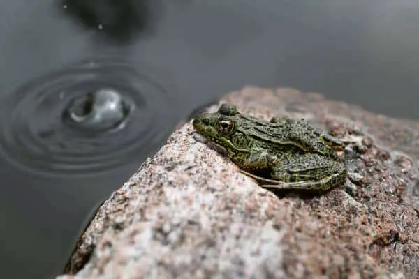 Chiricahua leopard frog near pond