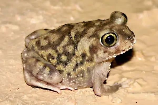 Couch’s spadefoot toad on mud