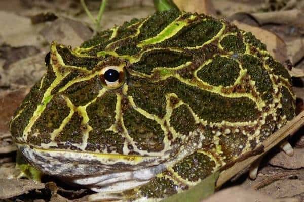 Cranwell's horned frog