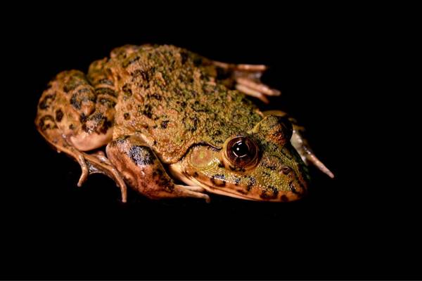 Crowned bullfrog isolated on black