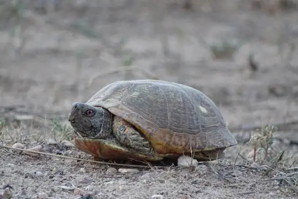 Desert box turtle