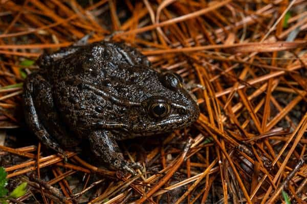 Dusky gopher frog in moist land