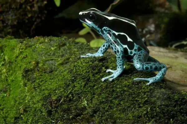 Dyeing poison dart frog in a mossy rock