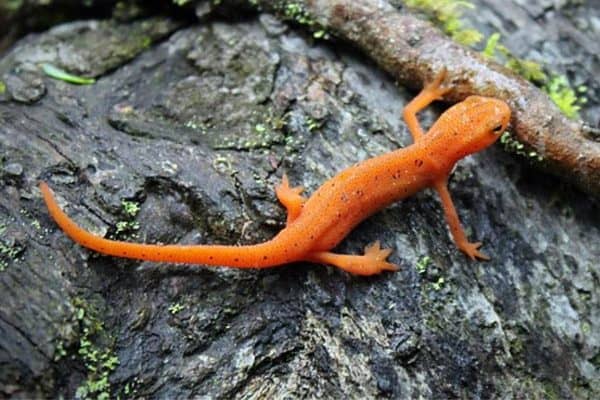 Eastern newt crawling