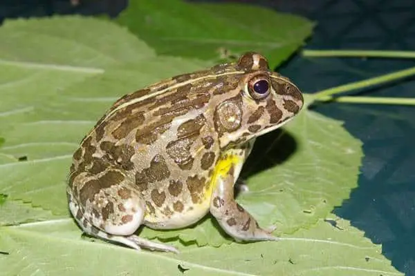 Edible bullfrog on large leaf