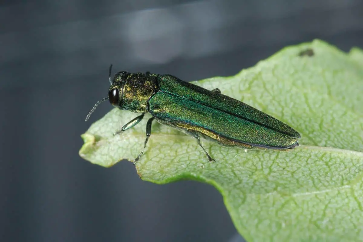 Emerald ash borer beetle on a leaf