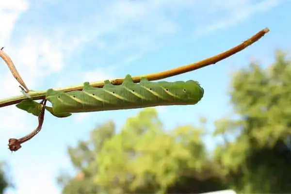 Eumorpha sphinx caterpillar on a twig