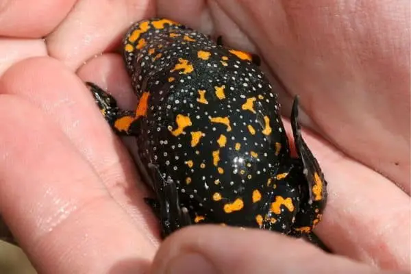 European fire bellied toad on human palms